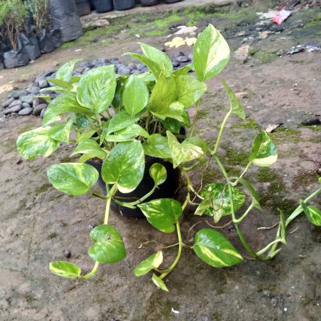 Tanaman siri gading varigata tanaman merambat sirih gading Tanaman siri gading varigata tanaman merambat sirih gading