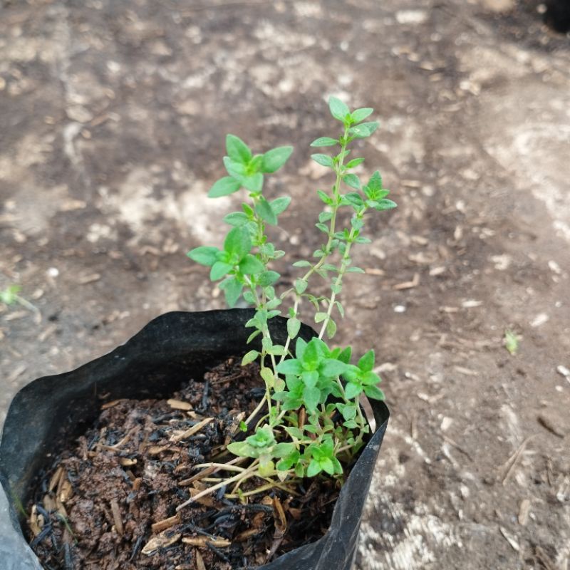 TANAMAN THYME, BIBIT TANAMAN HERBAL TIMI, BUMBU MASAK  KAYA AKAN MANFAAT