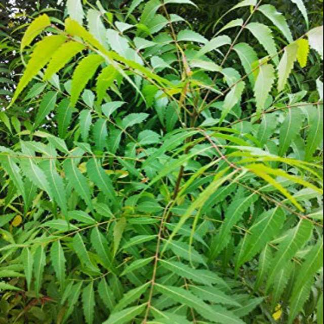 Jual Daun Mimbaintaran Neem Tree Shopee Indonesia