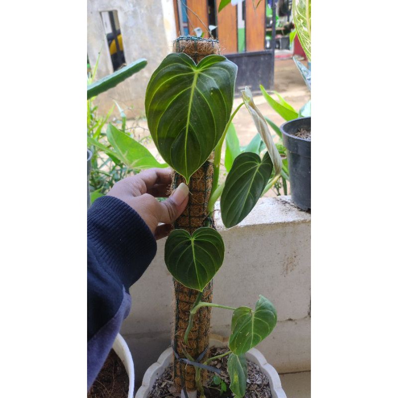 Tanaman Hias Philodendron Melano / Melano / Philodendron