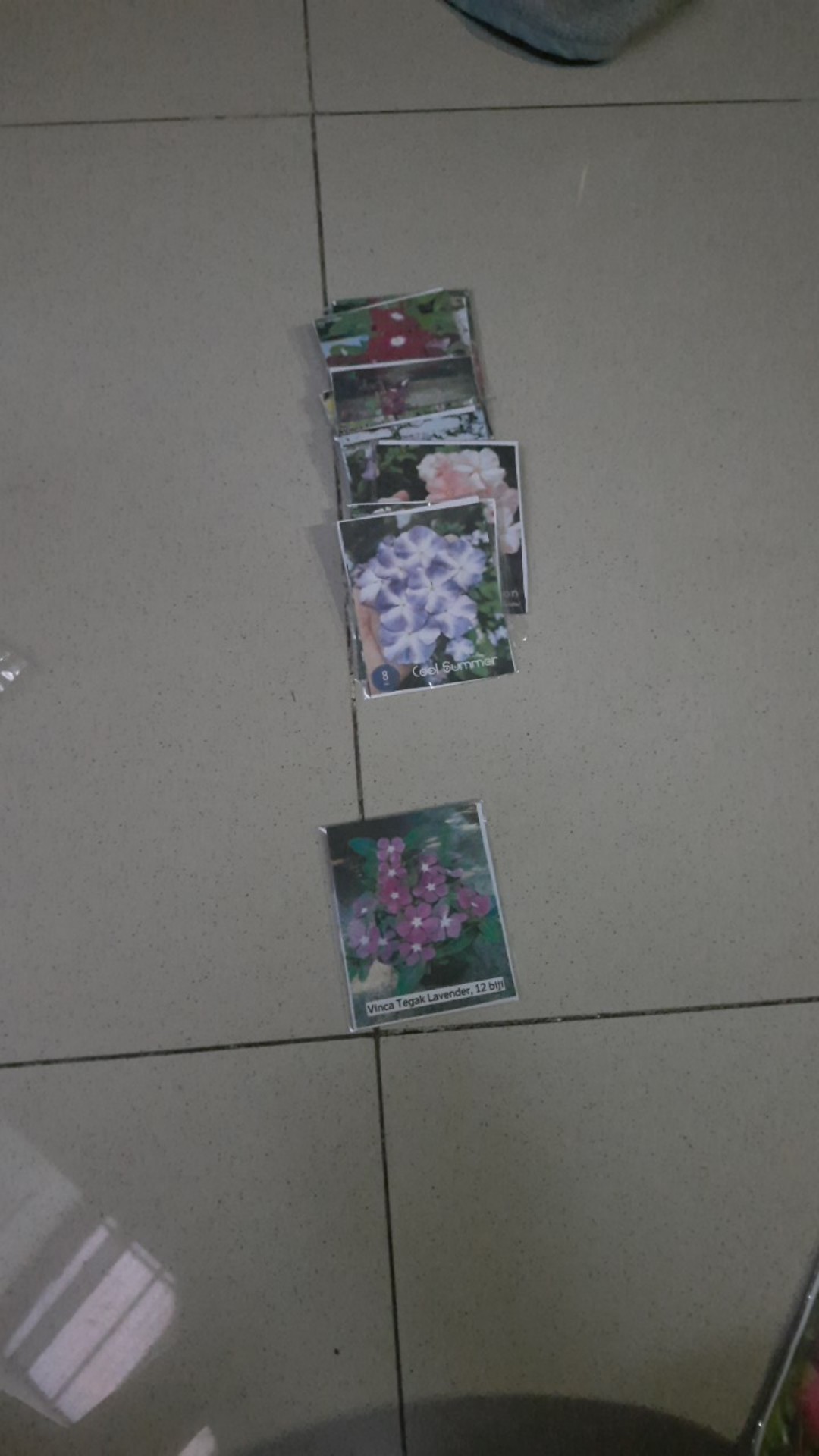 Vinca Tegak Lavender - 12 Biji