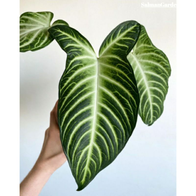 Tanaman hias Alocasia zebra / Alocasia Xanthosoma Lindenii / Keladi Zebra