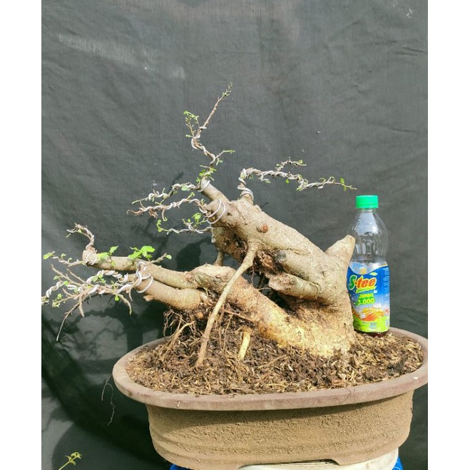 Bahan Bonsai Serut Medium 1