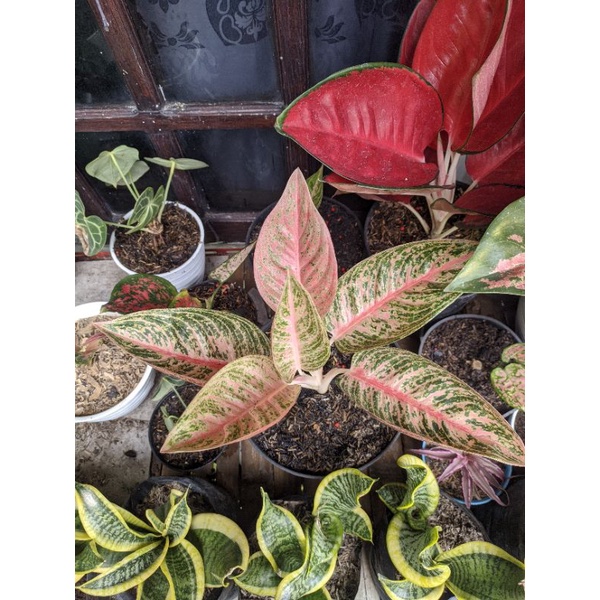 aglonema arini (rare item) koleksian real pict