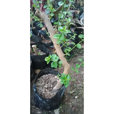Bahan bonsai sisir
