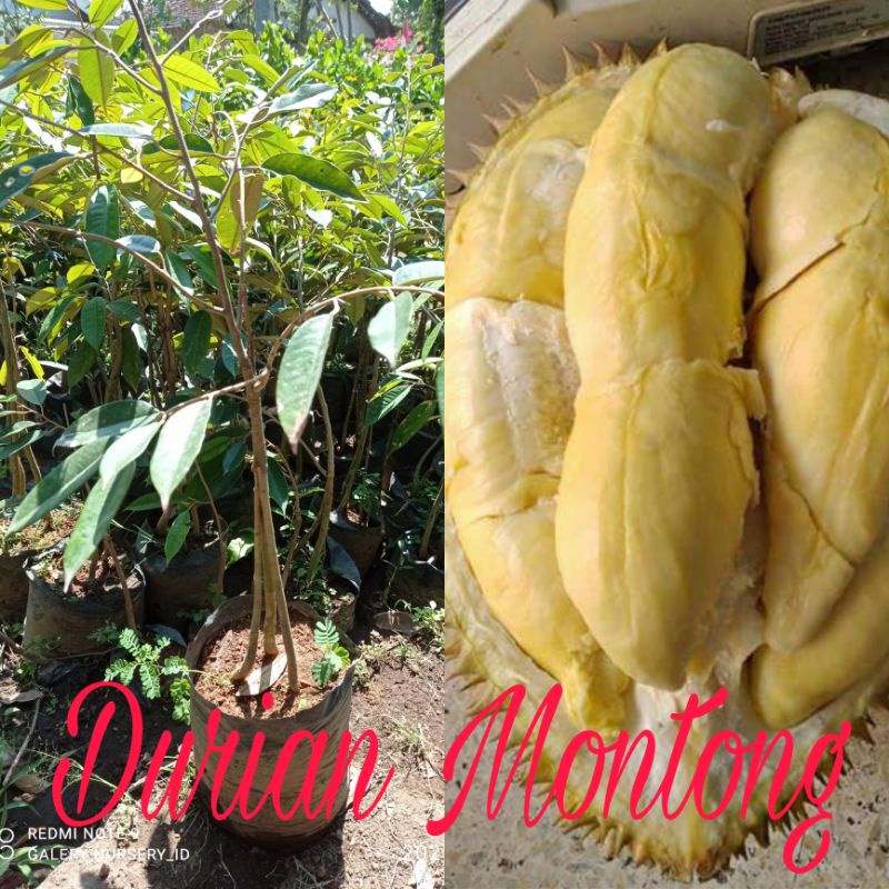 

DURIAN MONTONG KAKI 3 UNGGUL