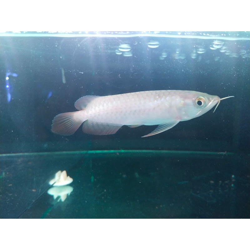 ikan arwana super red