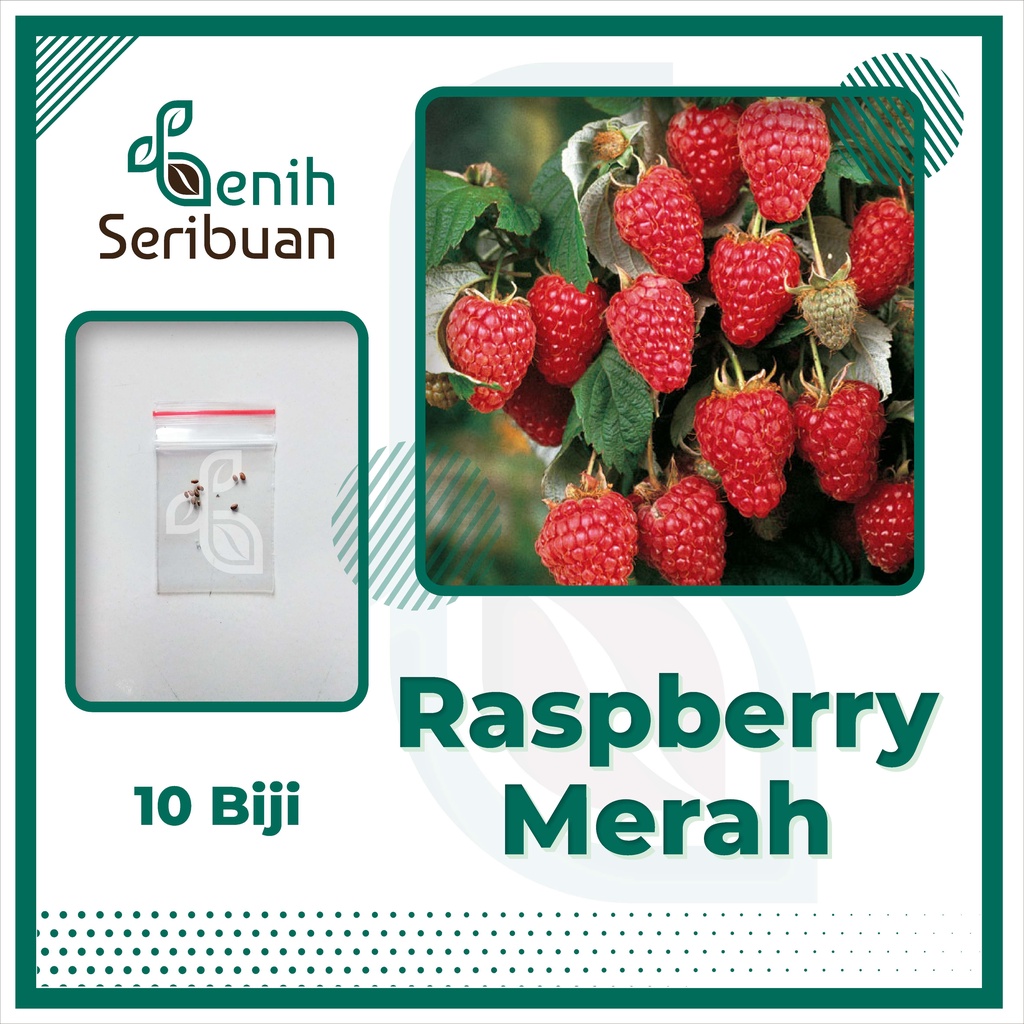 BS-BYL Benih Buah Bibit Tanaman Buah F1 Hibrida Unggul Anggur Strawberry Semangka Melon Labu Pepaya Jambu Blackberry Ciplukan Raspberry dll-RASPBERRY MERAH