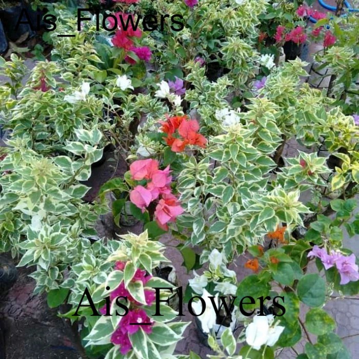 bibit bunga bougenville 3 warna