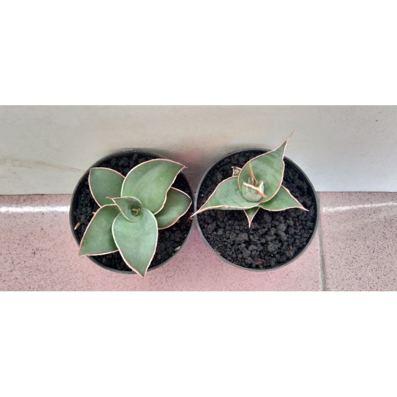 Sanseivera blue leaf dan pinguiculata