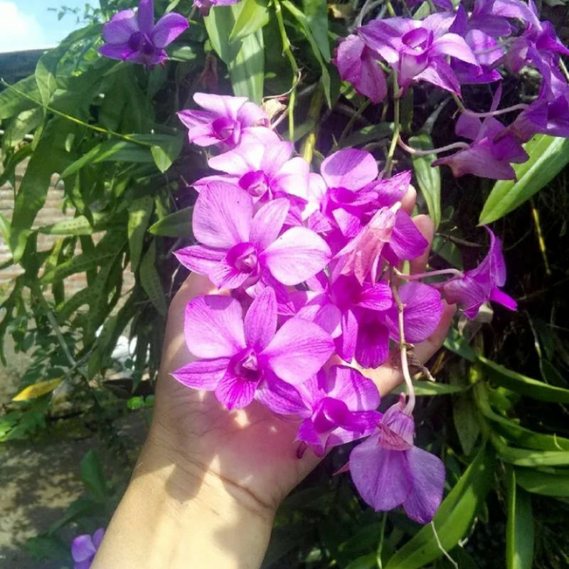 tanaman hias anggrek / anggrek dendrobium larat