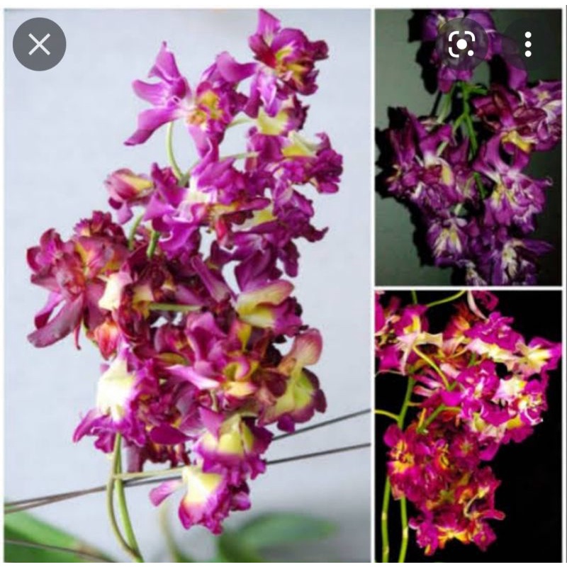 Dendrobium mawar rimbun dewasa / spike