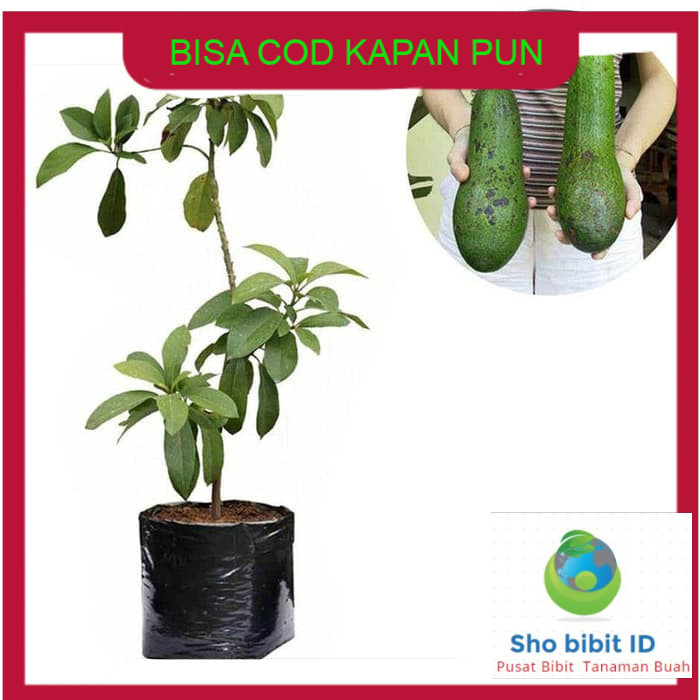 Bibit biji benih tanaman buah Bibit Alpukat Aligator tambulampot