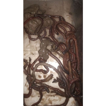 Umpan galatama cacing laut cacing kilung