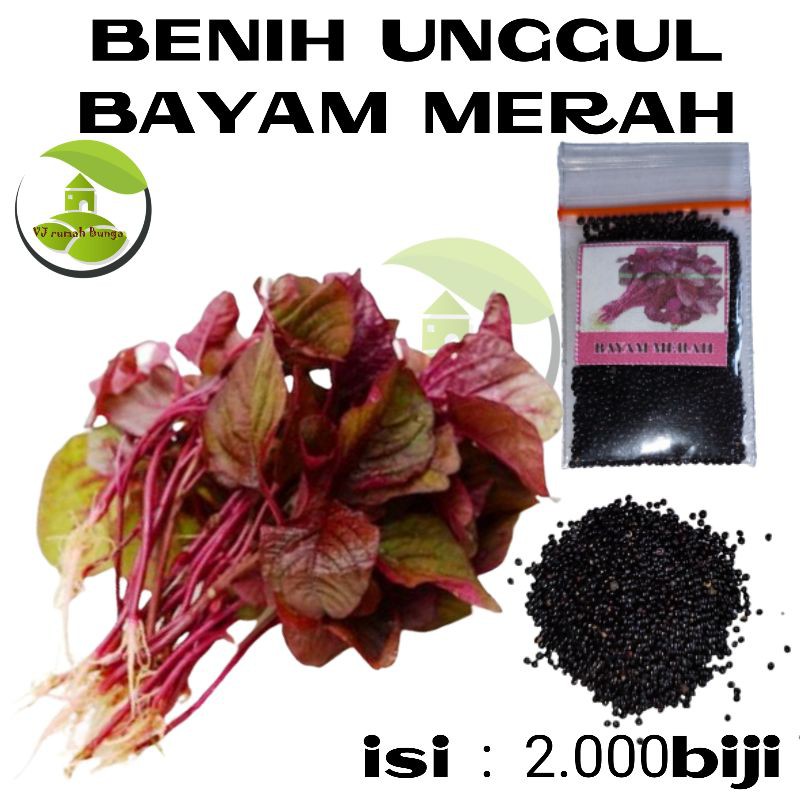 Benih bayam merah unggul/benih biji bayam merah