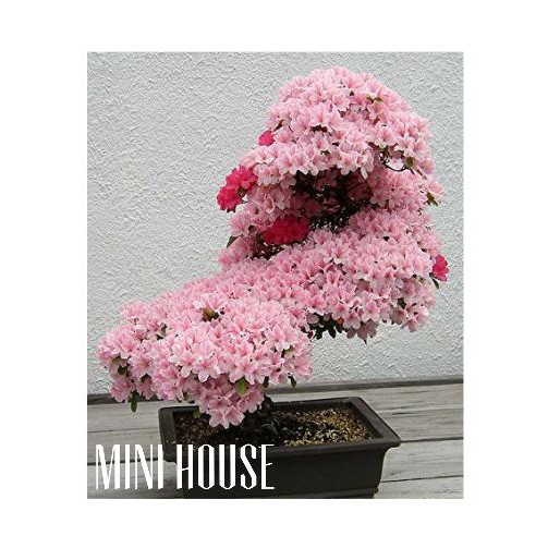 Hott Promo Bibit Biji Benih Pohon Bonsai Sakura