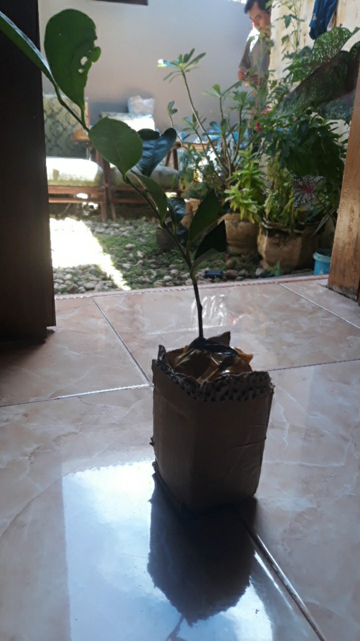 Bibit Tanaman Buah Black Sapotte/ Black Sapote/ Bibit Black Sapote Murah