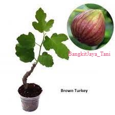 

Bibit Tanaman Tin Brown Turky Hasil Cangkok