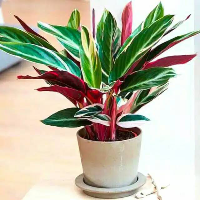 tanaman hias Meranti Bali - calathea daun merah putih