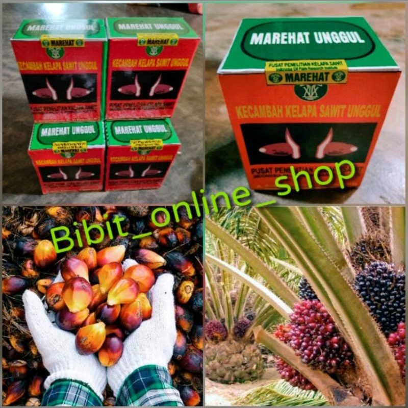 bibit sawit MAREHAT dumpy unggul