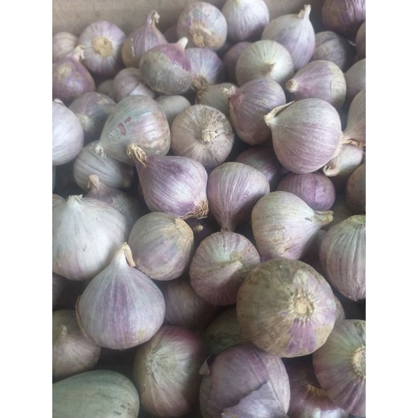 

bawang lanang bawang putih tunggal