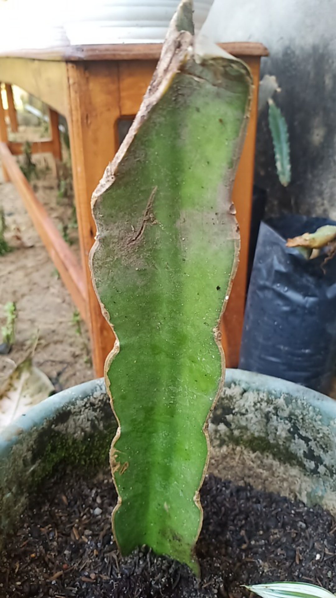 K0i Tanaman Bibit Buah Naga Orange