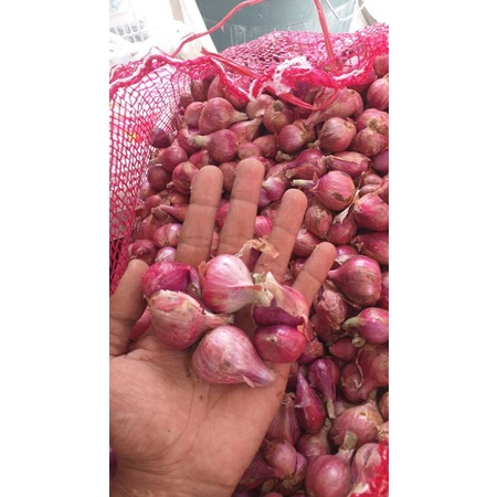 

bawang merah super,sedang