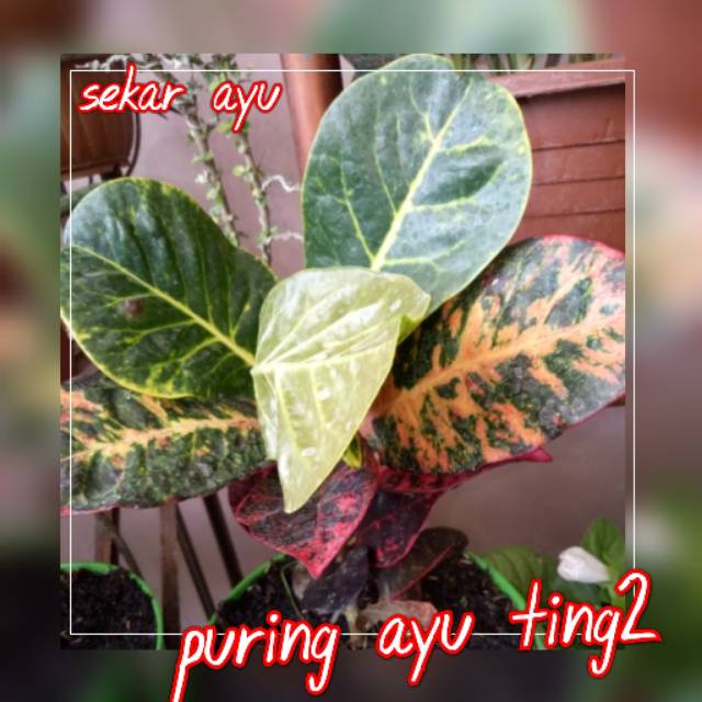 Tanaman Hias  Daun Puring Ayu Ting2.