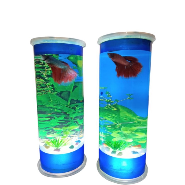 akuarium mini tabung cupang dan ikan kecil lainnya