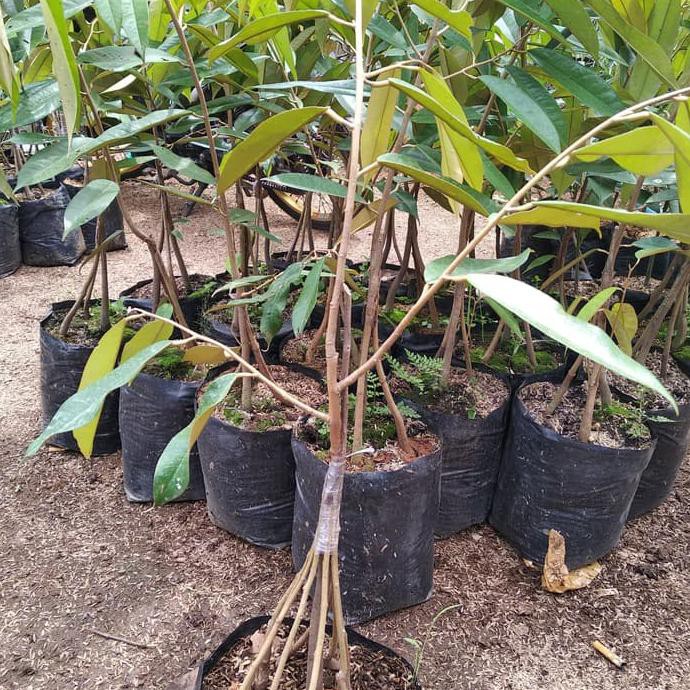 BIBIT TANAMAN DURIAN MONTONG KAKI 10 ASLI