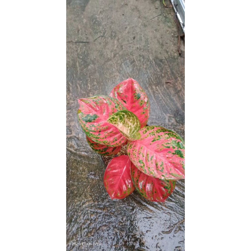 paket Tanaman hias 2 pohon Aglonema Wulandari lokal