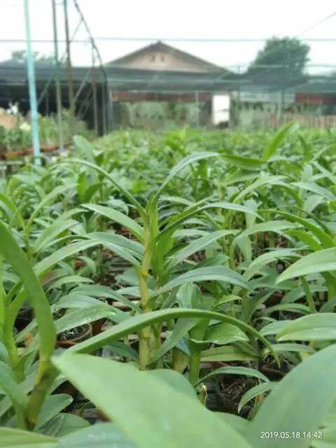 Promo Murah Tanaman hias anggrek dendrobium perbatang