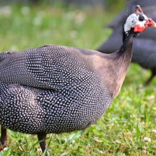 telur ayam hias jenis mutiara