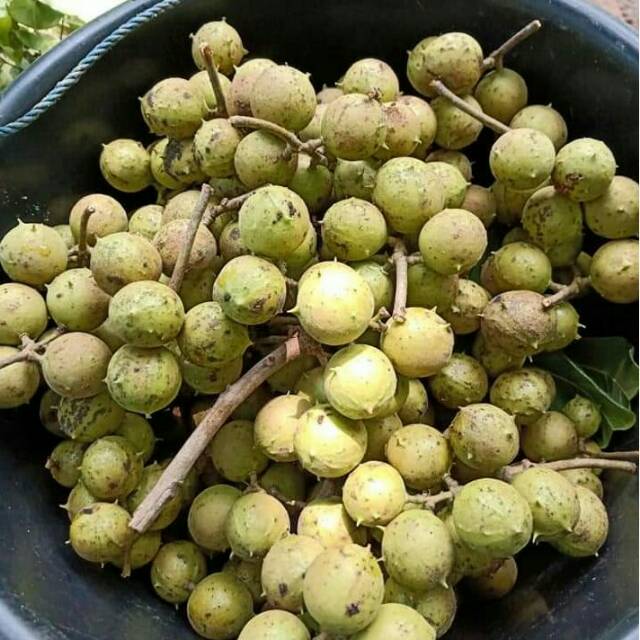 

Kesambi 1 kg