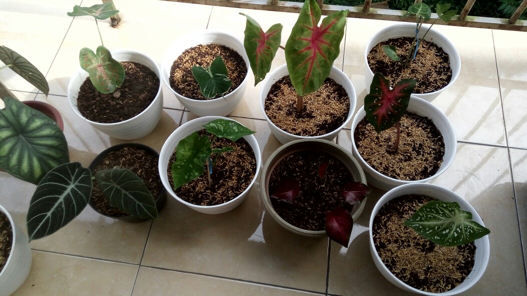 Tanaman Hias Keladi Lipstik Pink Tanaman Hias