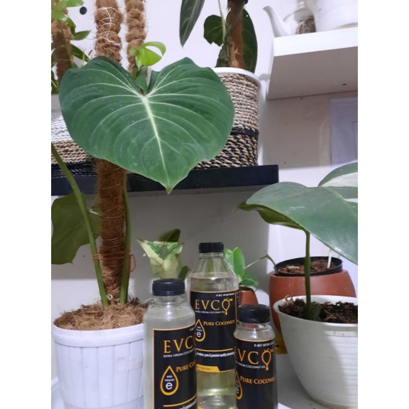 

TERMURAH !!! VCO VIRGIN COCONUT OIL Minyak kelapa murni [1000ml]