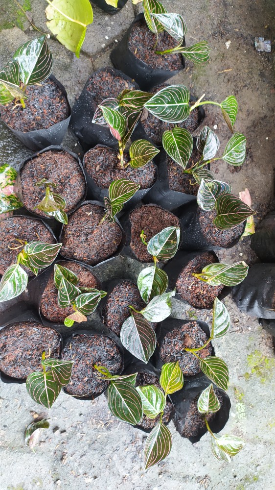 Aglonema Rotundum Aceh Yang Daun 3
