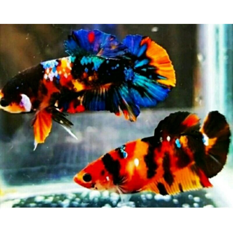 Jual fishkinian Harga Terbaik & Termurah Maret 2023 | Shopee Indonesia