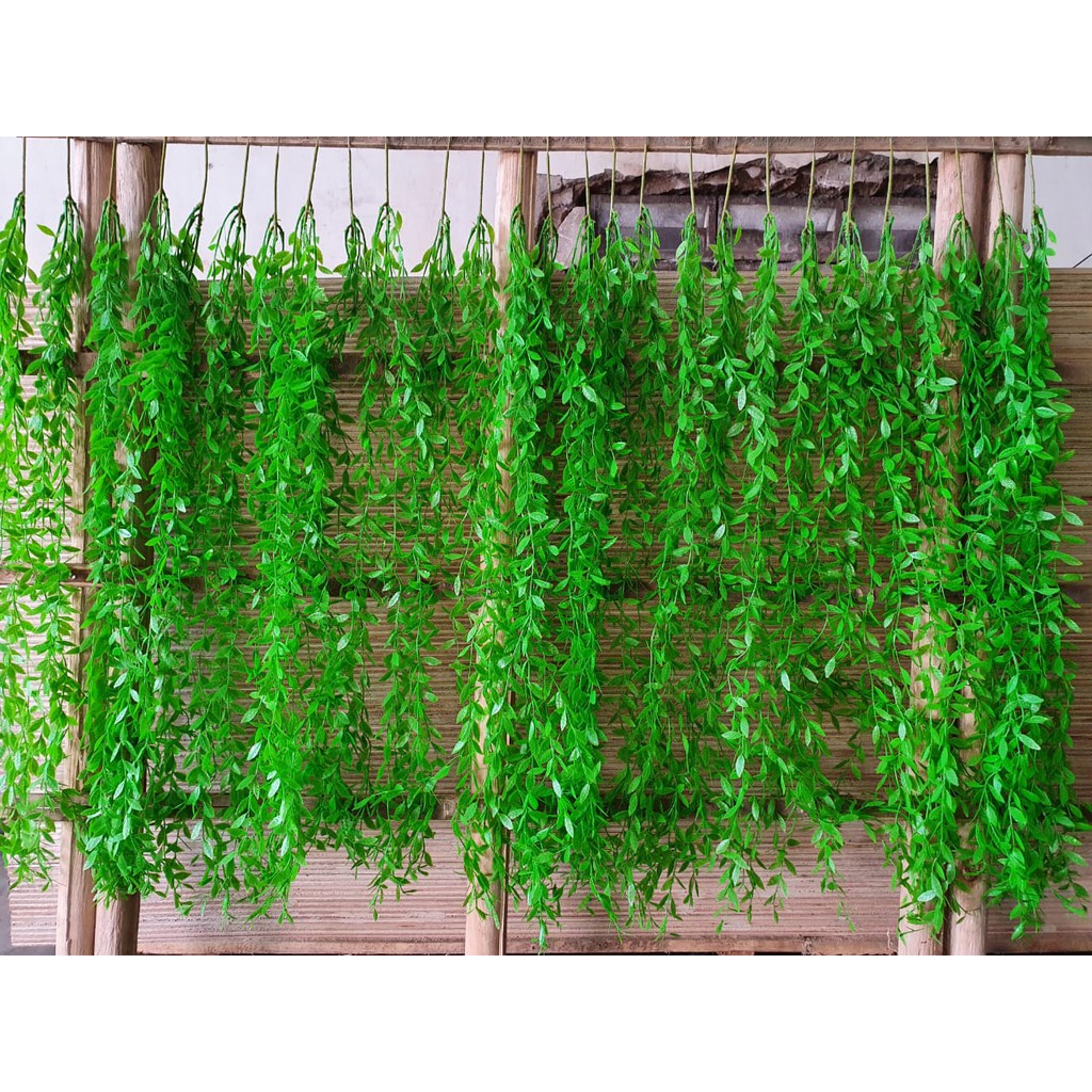 Jual Daun Rambat Lee Kwan Yu Gantung Jalar Rumpun Bambu Shopee Indonesia