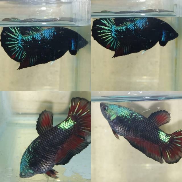 FLASH NYUNGSEP Sepasang Avatar cooper ajibb