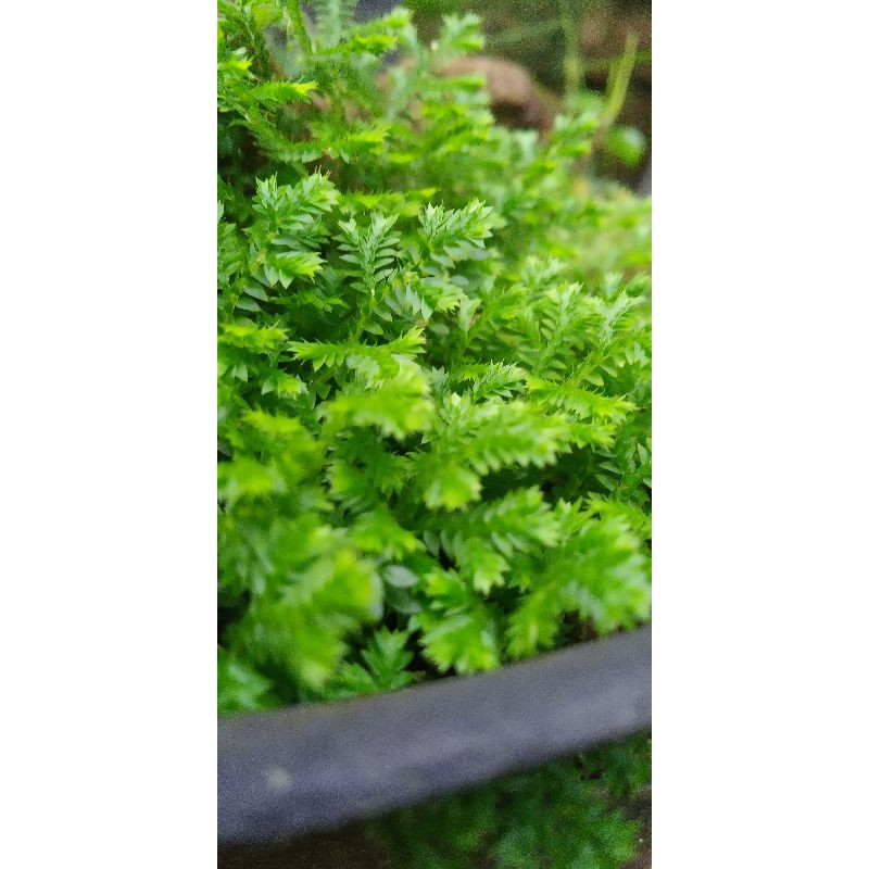 paket paludarium terarium vivarium