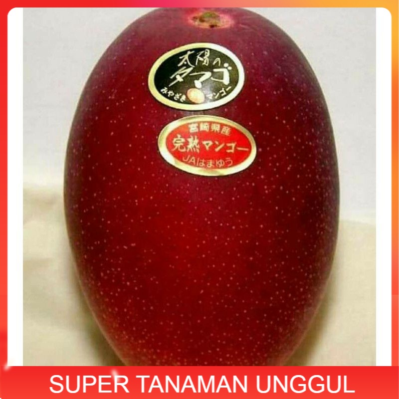 bibit buah mangga MIYAZAKI cepat berbuah