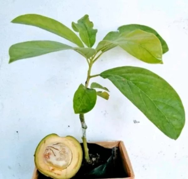 bibit tanaman buah alpukat miki-pohon buah alpukat miki mentega