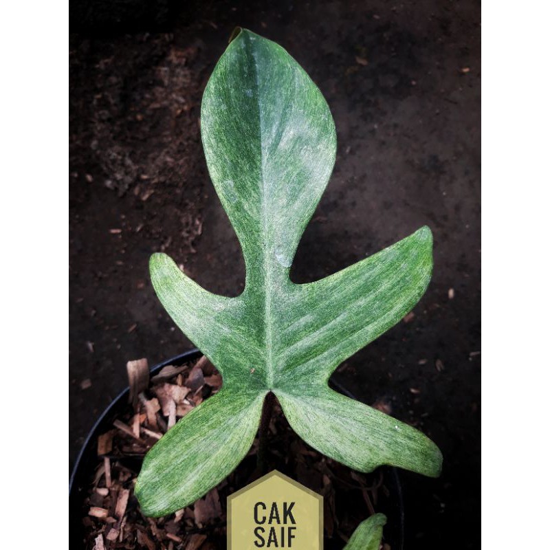 Philo Florida Ghost / Philodendron Florida Ghost