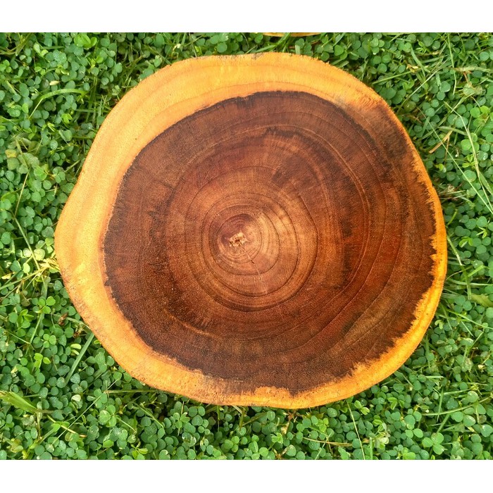 Teak wood slice log kayu jati 22-23 cm rustic vintage hiasan dinding