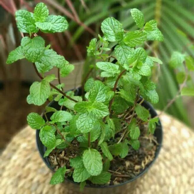 Jual Tanaman Daun Mint Tanaman Herbal Daun Mint Beli 4 Gratis 1 Shopee Indonesia