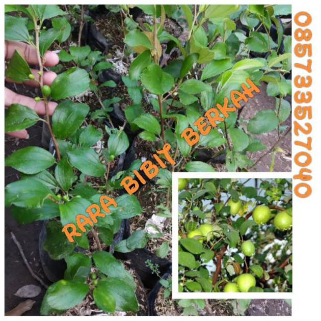 Bibit Buah Apel Putza / Bidara India