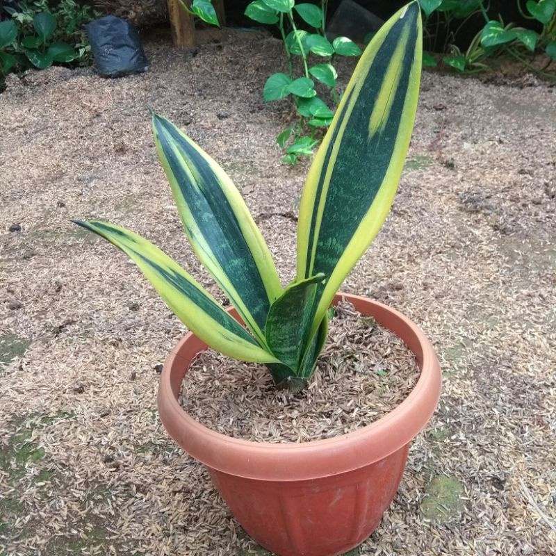 Sensivera Gold Flame / Lidah Mertua