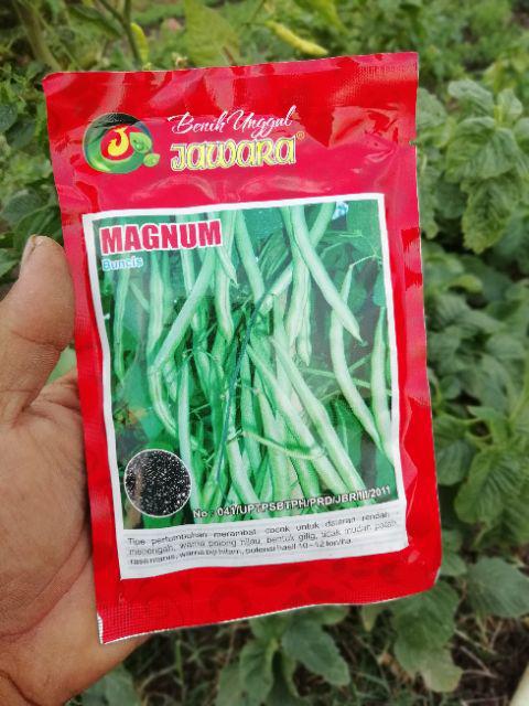 Benih Buncis Biji Hitam Magnum 100 Gram