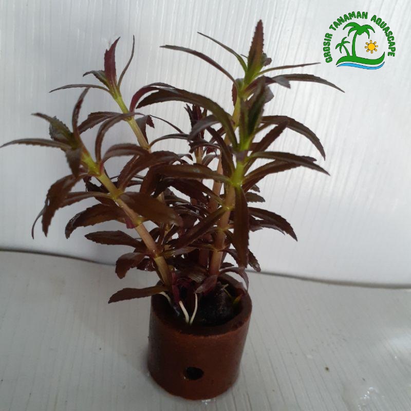 Limnophila Aromatica tanaman aquascape